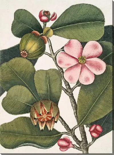 Картина Бальзамовое дерево (1754)