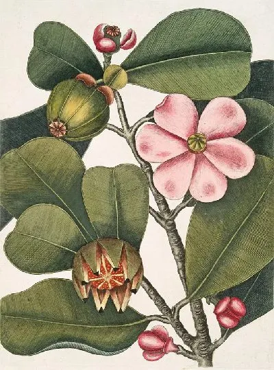 Картина Бальзамовое дерево (1754)