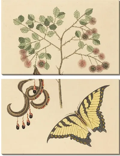 Картина Кошачий коготь (1731-1743)