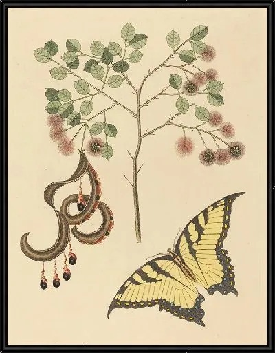 Картина Кошачий коготь (1731-1743)