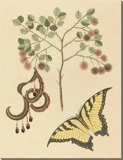 Картина Кошачий коготь (1731-1743)