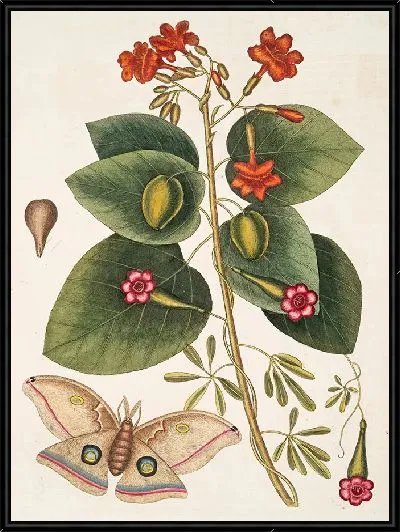 Картина Великий Мотылек (1754)