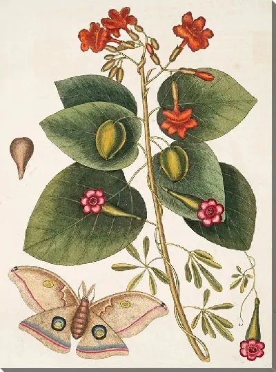 Картина Великий Мотылек (1754)