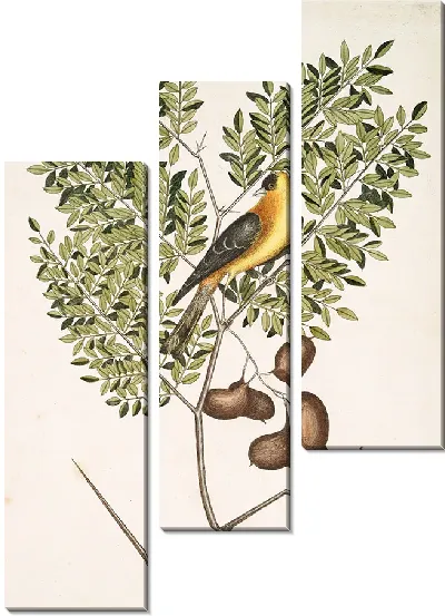 Картина Американский щегол, листья акации абруэ (1754)