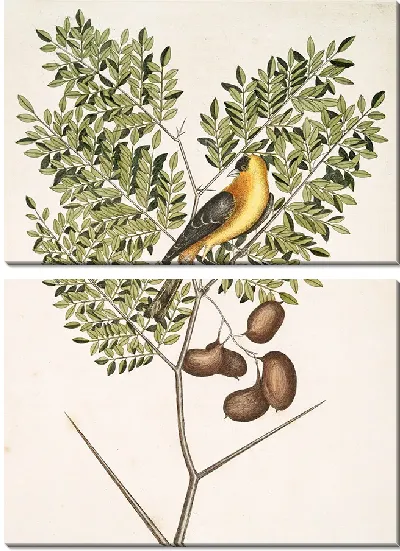 Картина Американский щегол, листья акации абруэ (1754)