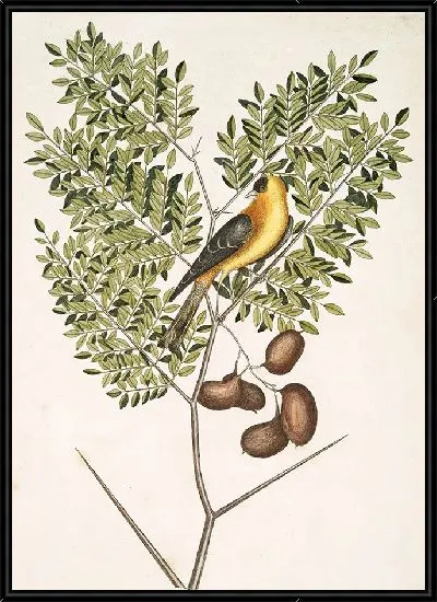 Картина Американский щегол, листья акации абруэ (1754)