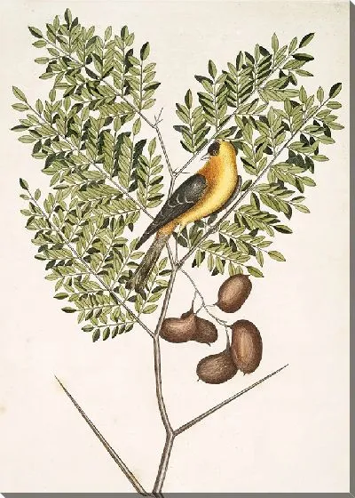 Картина Американский щегол, листья акации абруэ (1754)