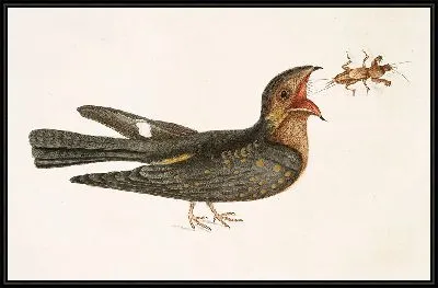 Картина Капримулгус (1754)