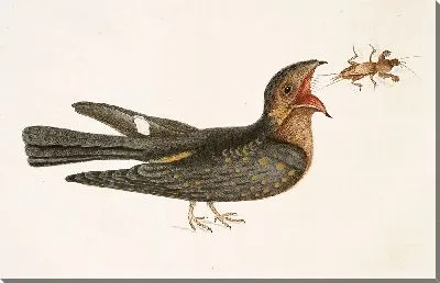 Картина Капримулгус (1754)