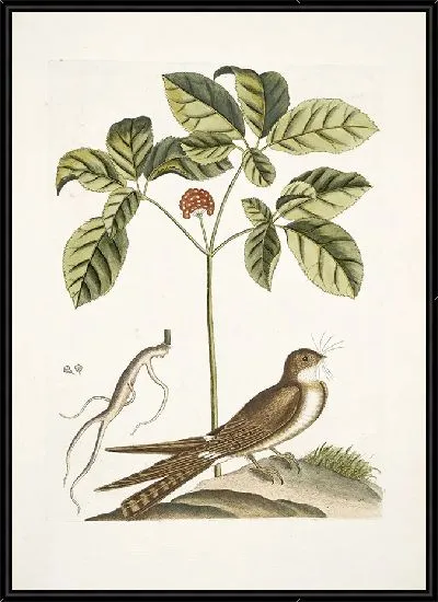 Картина Женьшень или нинсин китайцев (1754)