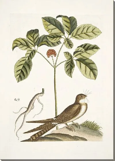 Картина Женьшень или нинсин китайцев (1754)