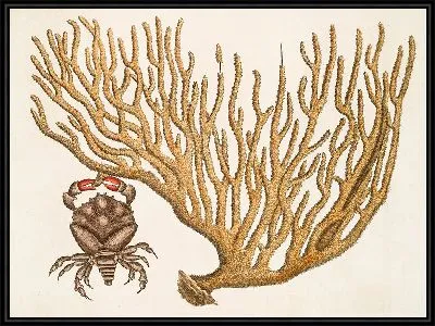 Картина Краб с красными клешнями, коралл Титанокератофитон (1754)