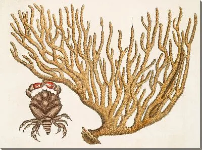Картина Краб с красными клешнями, коралл Титанокератофитон (1754)