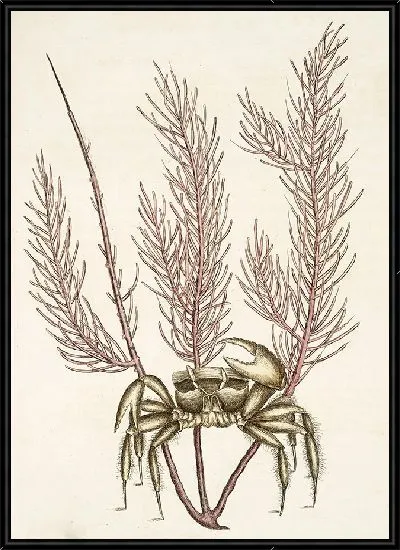 Картина Песчаный Краб (1754)