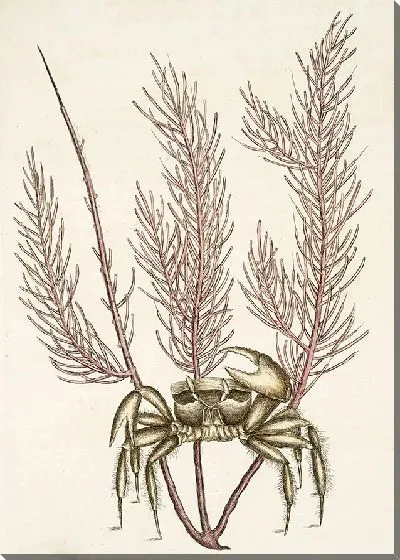 Картина Песчаный Краб (1754)