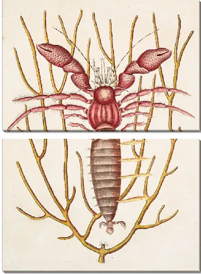 Картина Морской рак-отшельник (1754)