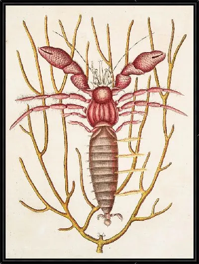 Картина Морской рак-отшельник (1754)