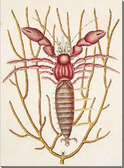 Картина Морской рак-отшельник (1754)