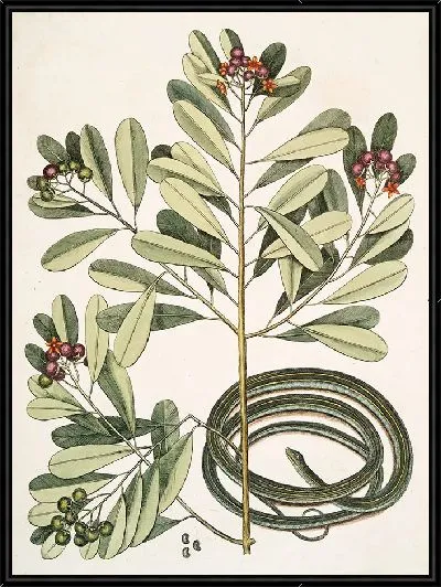 Картина Ленточная Змея