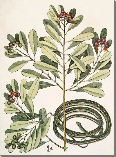 Картина Ленточная Змея