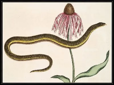 Стеклянная змея и хризантема (1754)