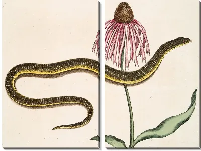 Стеклянная змея и хризантема (1754)