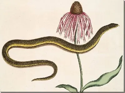 Стеклянная змея и хризантема (1754)