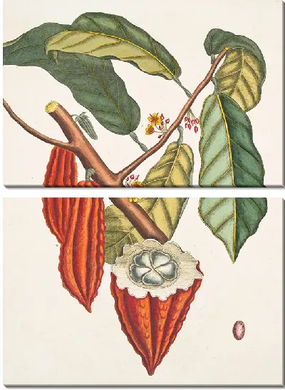 Картина Дерево какао (1754)