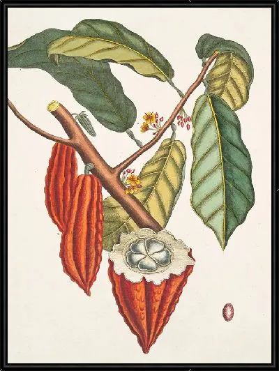 Картина Дерево какао (1754)
