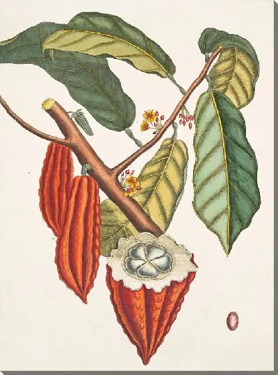 Картина Дерево какао (1754)