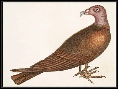 Картина Канюк-индейка. (1754)