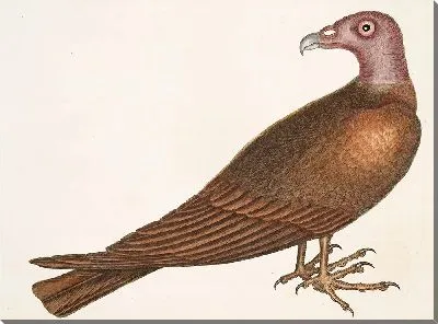 Картина Канюк-индейка. (1754)