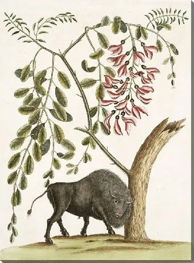 Картина Американский бизон и псевдоакация колючая с розовыми цветками (1754)