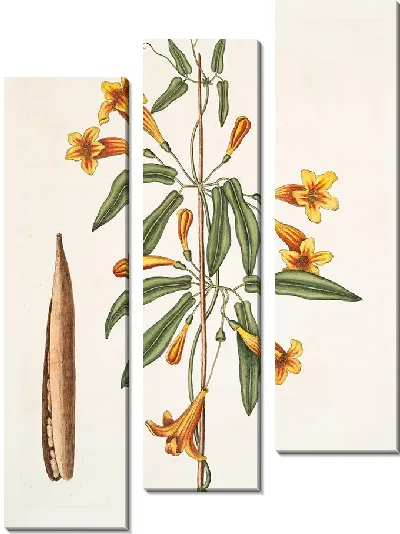Картина Бигнония американская (1754)