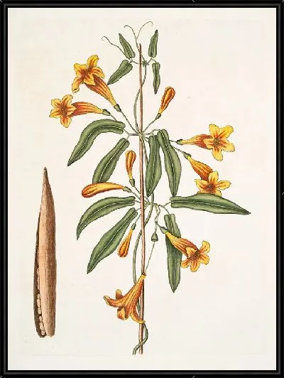 Картина Бигнония американская (1754)