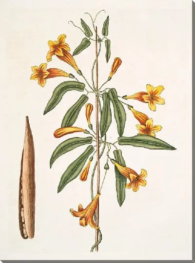 Картина Бигнония американская (1754)