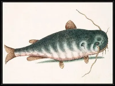 Сом рыба (1754)