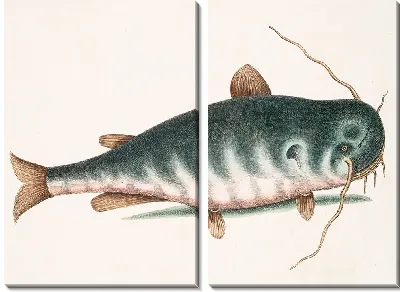 Сом рыба (1754)