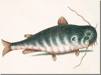 Сом рыба (1754)