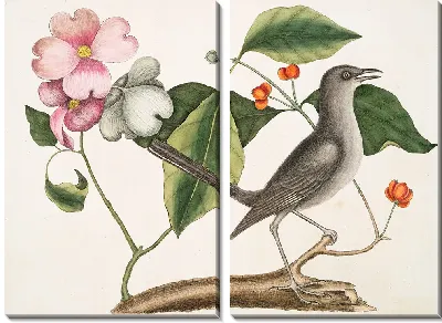 Картина Кизиловое дерево и пересмешник (1754)