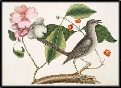 Картина Кизиловое дерево и пересмешник (1754)