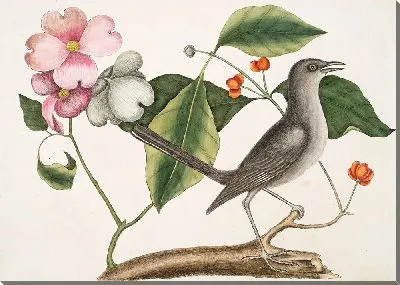 Картина Кизиловое дерево и пересмешник (1754)