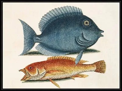 Картина Турдус Ромбоидалис, Желтая рыба (1754)