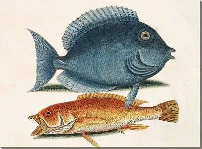 Картина Турдус Ромбоидалис, Желтая рыба (1754)