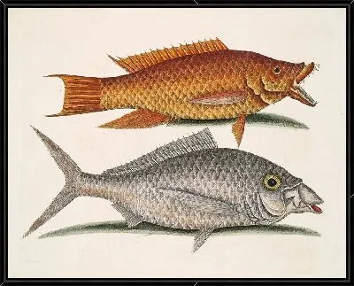 Картина Рыба-Свинья, Турдус