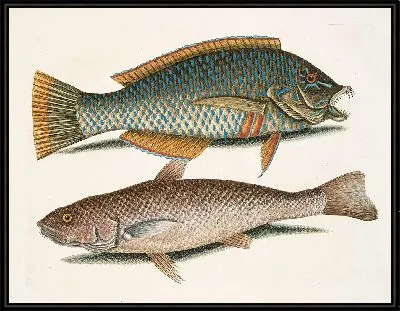 Картина Каролина Уайтинг (1754)