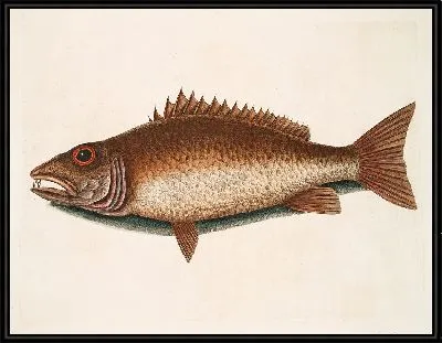Картина Мангровый окунь (1754)