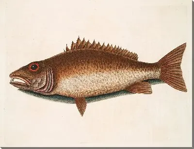 Картина Мангровый окунь (1754)