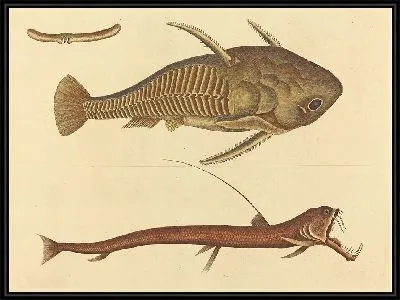 Картина Змеерот (Silurus cataphractus) (1731-1743)