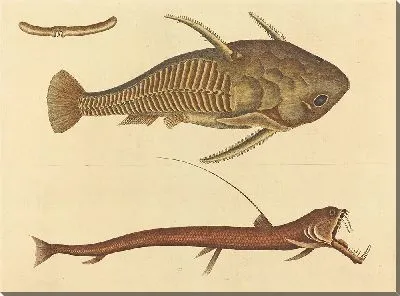 Картина Змеерот (Silurus cataphractus) (1731-1743)